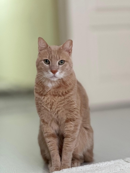 Tekir Kedi, Kedi  misto fotoğrafı