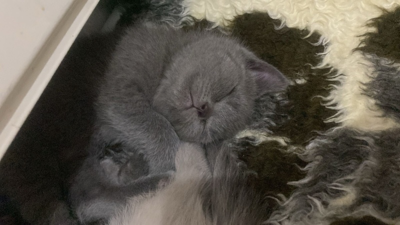 British Shorthair, Kedi  LUNA fotoğrafı