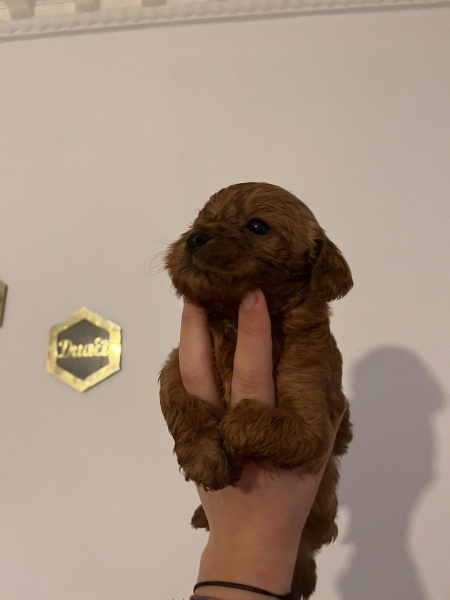 Poodle (Minyatür Kaniş), Köpek  Rashel fotoğrafı