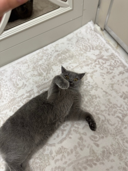 British Shorthair, Kedi  Hermes bey yuva arıyor fotoğrafı