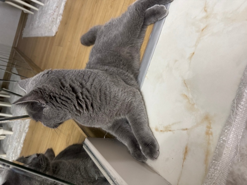 British Shorthair, Kedi  Hermes bey yuva arıyor fotoğrafı