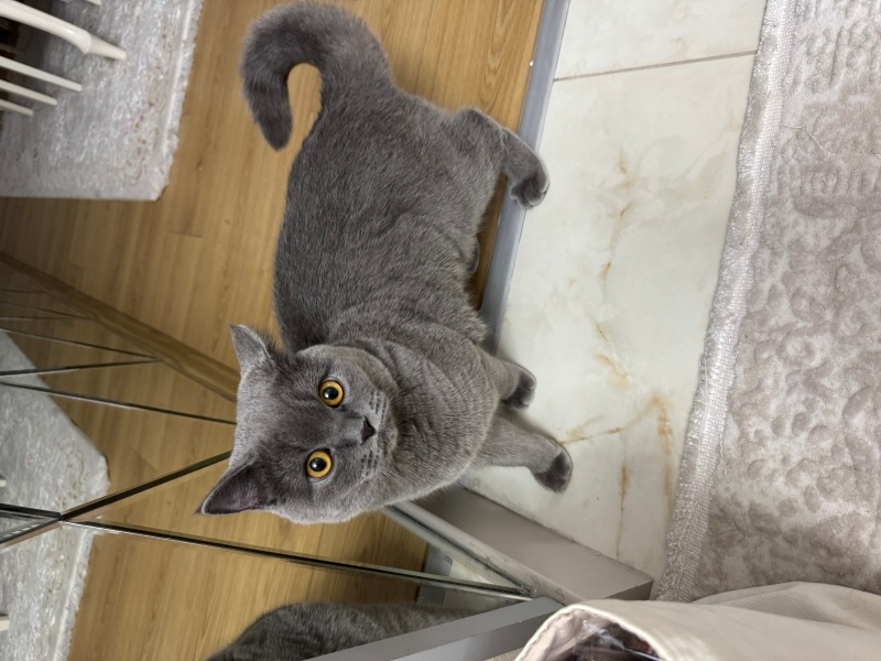 British Shorthair, Kedi  Hermes bey yuva arıyor fotoğrafı