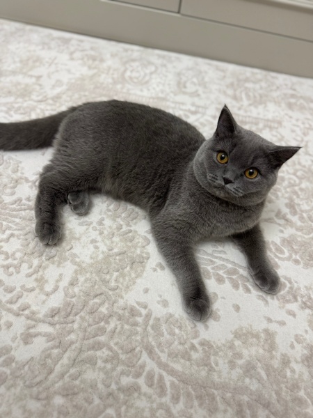 British Shorthair, Kedi  Hermes bey yuva arıyor fotoğrafı