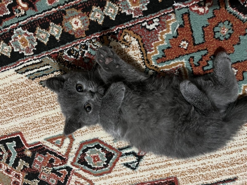 British Shorthair, Kedi  Şeker fotoğrafı