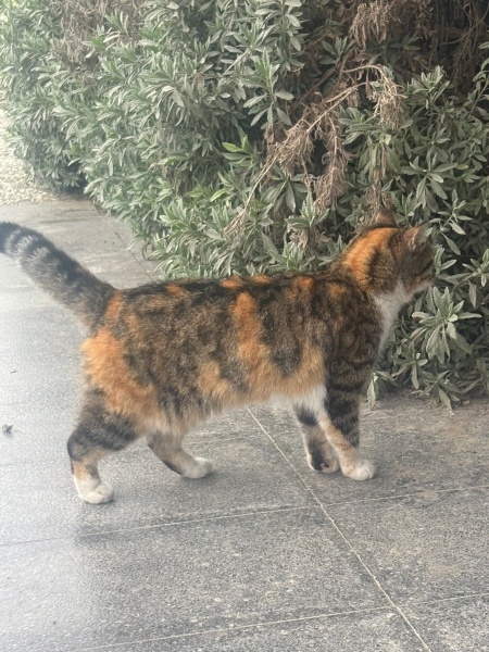 Tekir Kedi, Kedi  Zilli fotoğrafı