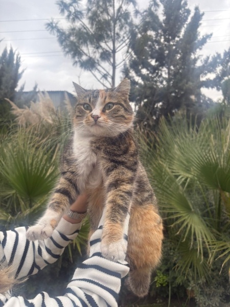 Tekir Kedi, Kedi  Zilli fotoğrafı