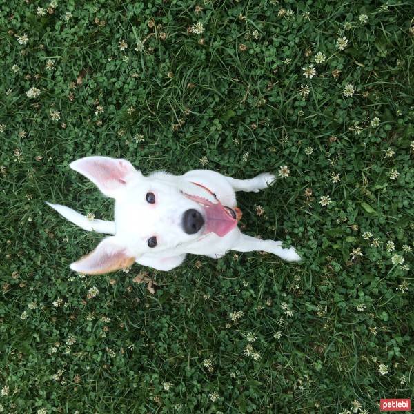 Jack Russell Terrier, Köpek  Happy fotoğrafı