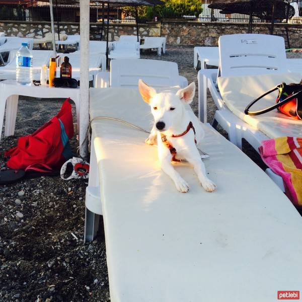 Jack Russell Terrier, Köpek  Happy fotoğrafı