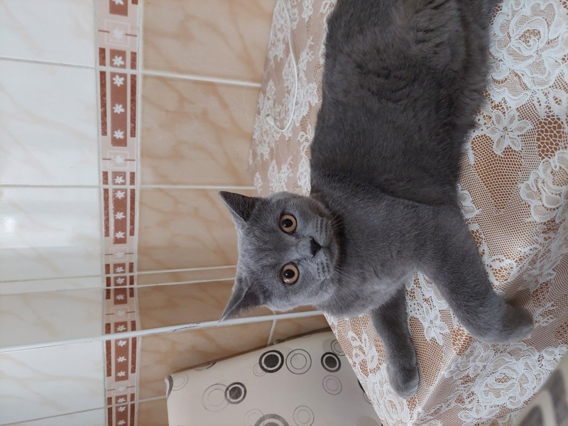 British Shorthair, Kedi  Gofret fotoğrafı