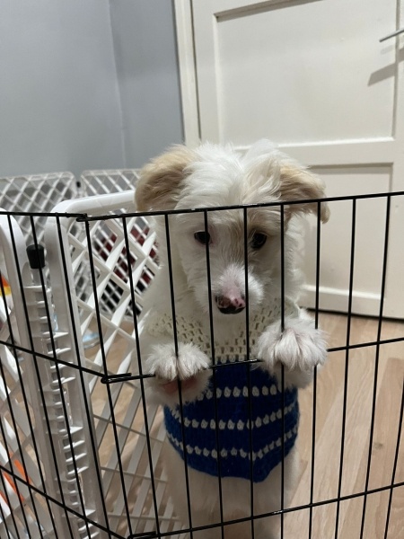 Maltese, Köpek  Karamel fotoğrafı