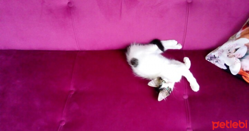 Tekir Kedi, Kedi  Boçii fotoğrafı