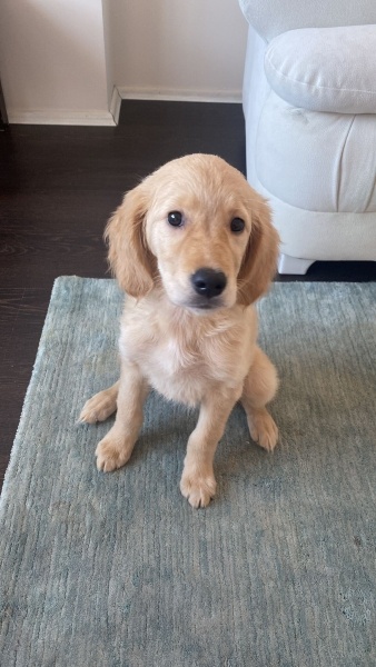 Golden Retriever, Köpek  Lucy Brooklyn fotoğrafı