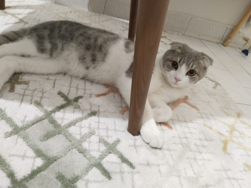 Scottish Fold, Kedi  Nova fotoğrafı