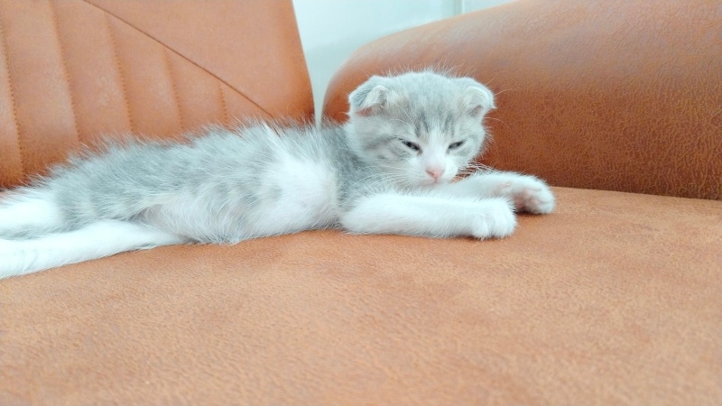 Scottish Fold, Kedi  Nova fotoğrafı