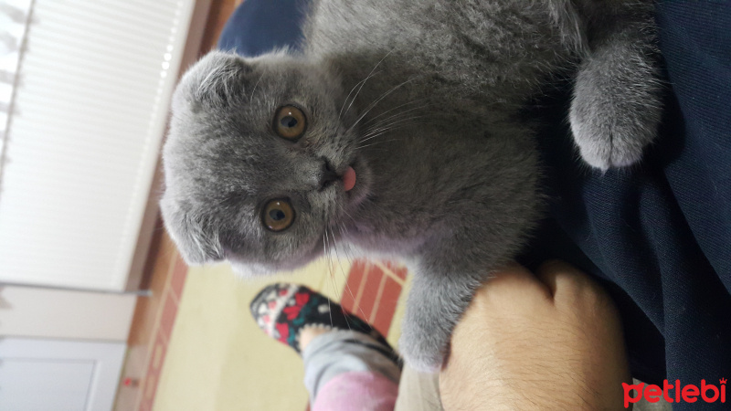 Scottish Fold, Kedi  İpek fotoğrafı