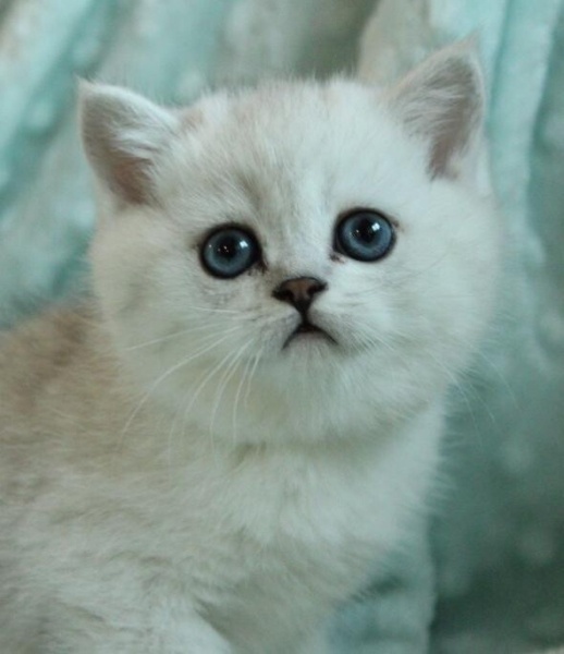 British Shorthair, Kedi  Arya fotoğrafı