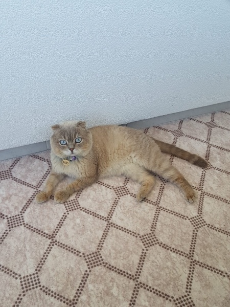 Scottish Fold, Kedi  Pars fotoğrafı