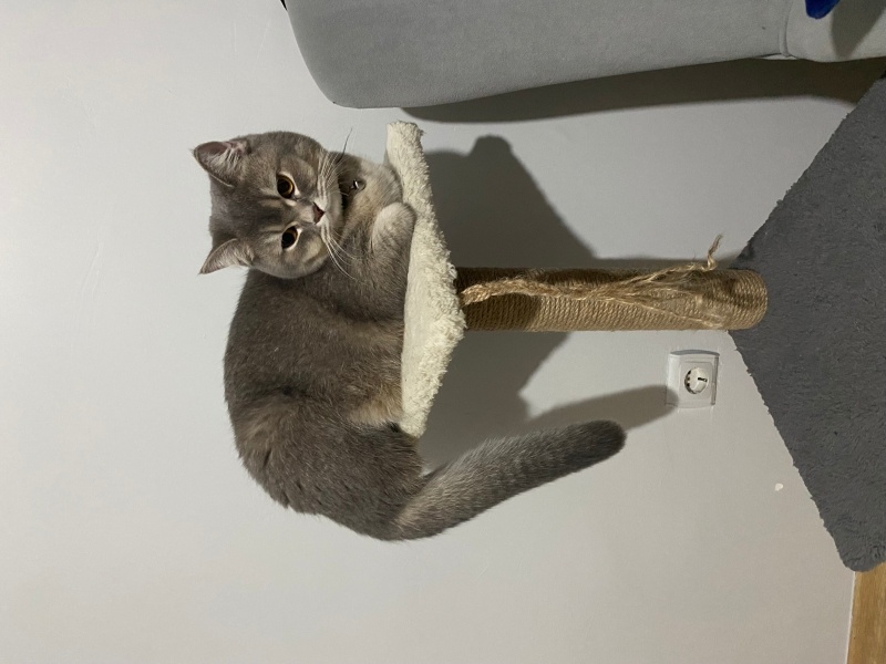 British Shorthair, Kedi  Leila fotoğrafı