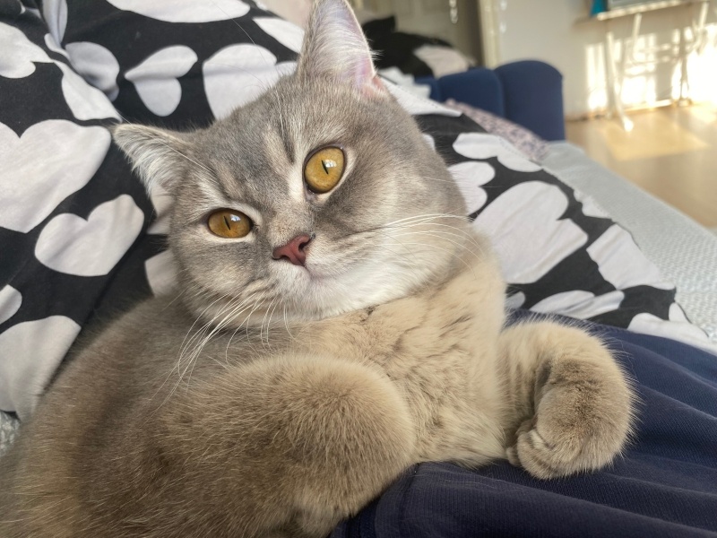 British Shorthair, Kedi  Leila fotoğrafı