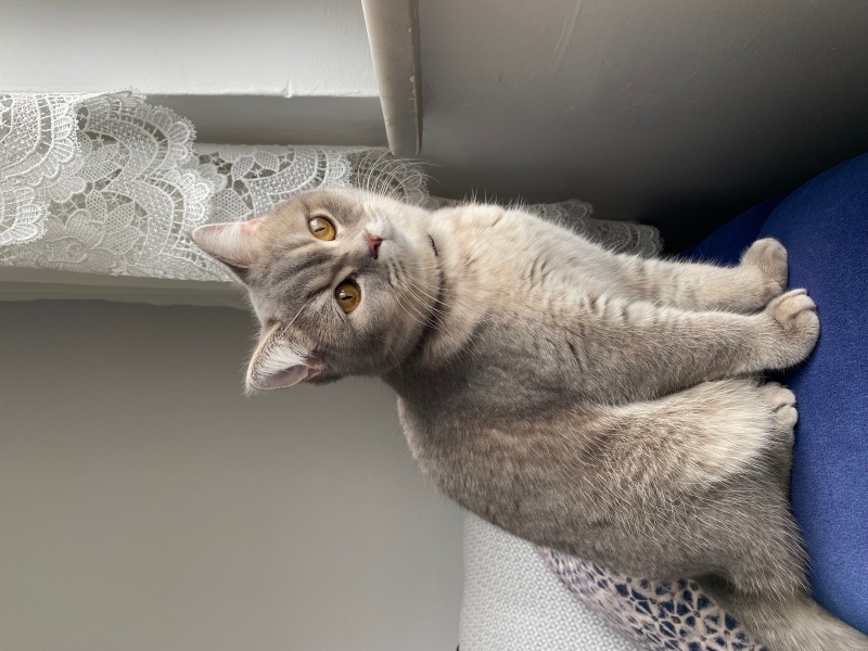 British Shorthair, Kedi  Leila fotoğrafı