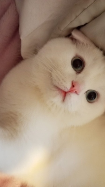 Scottish Fold, Kedi  PARS fotoğrafı