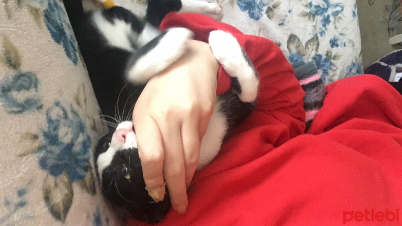 Tuxedo (Smokin) Kedi, Kedi  Smokin fotoğrafı