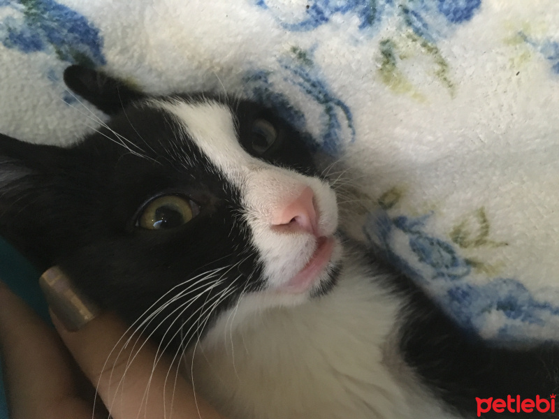Tuxedo (Smokin) Kedi, Kedi  Smokin fotoğrafı