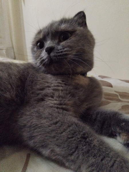 Scottish Fold, Kedi  boncuk fotoğrafı