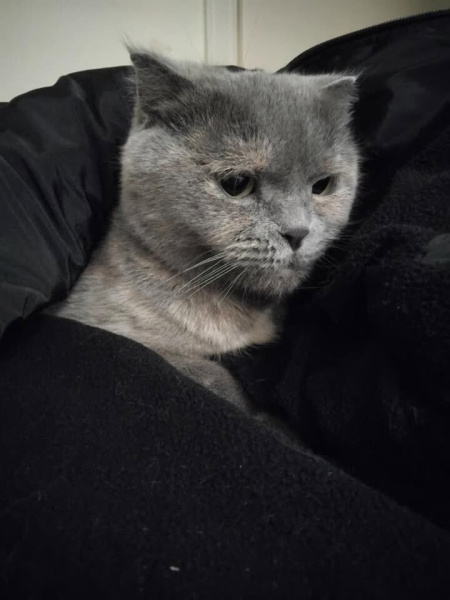 Scottish Fold, Kedi  boncuk fotoğrafı