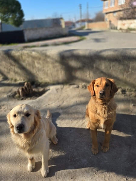 Golden Retriever, Köpek  max ile mia fotoğrafı