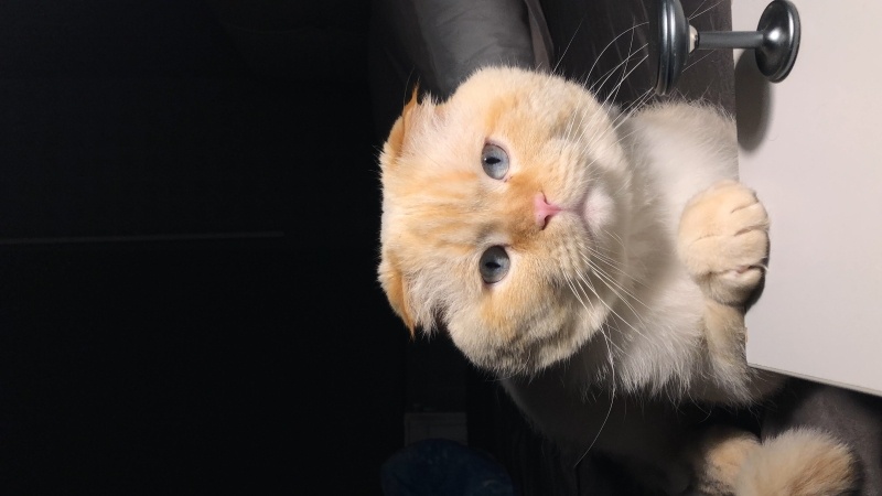 Scottish Fold, Kedi  Latte fotoğrafı