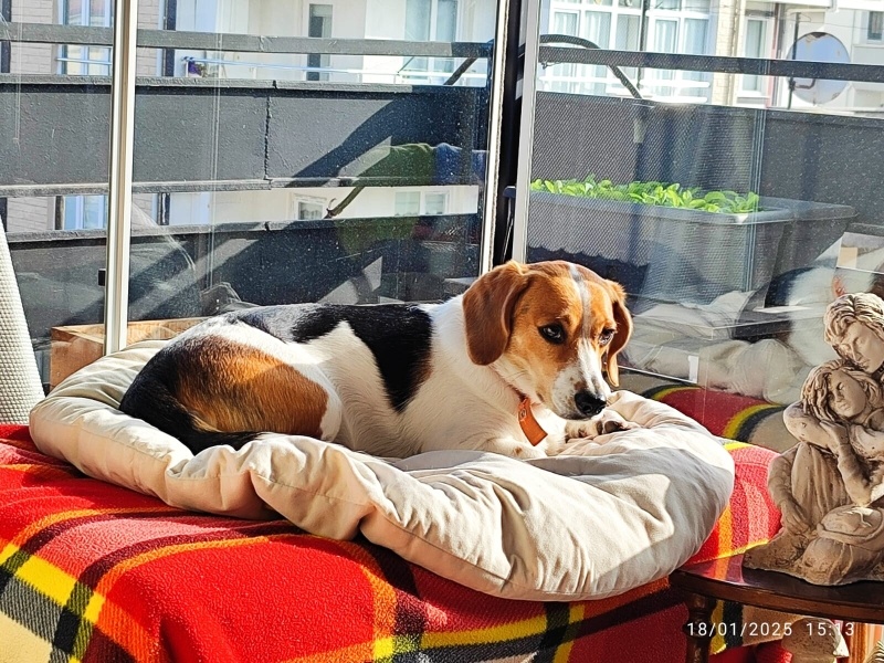 Beagle, Köpek  leydi fotoğrafı