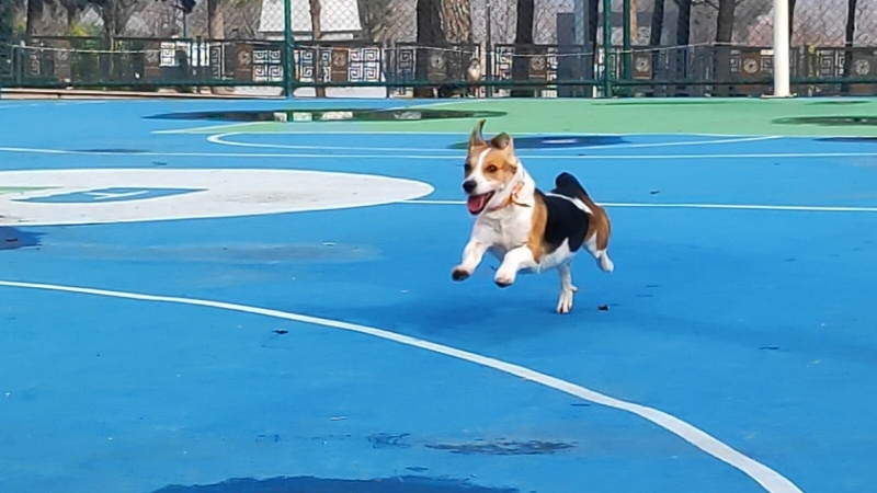 Beagle, Köpek  leydi fotoğrafı