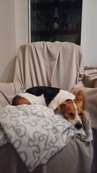 Beagle, Köpek  leydi fotoğrafı