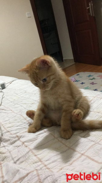 Tekir Kedi, Kedi  Mia  fotoğrafı