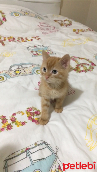 Tekir Kedi, Kedi  Mia  fotoğrafı