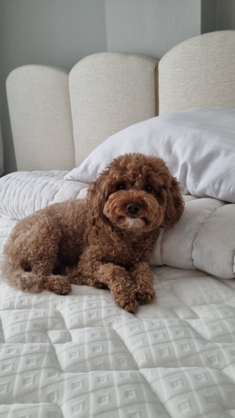 Poodle (Minyatür Kaniş), Köpek  Tarçın fotoğrafı