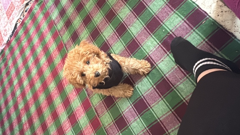 Poodle (Minyatür Kaniş), Köpek  Vegas fotoğrafı