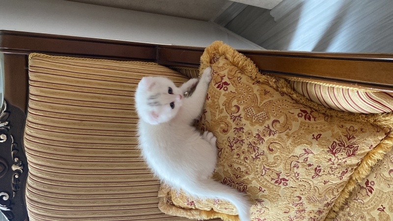 Scottish Fold, Kedi  pamuk fotoğrafı