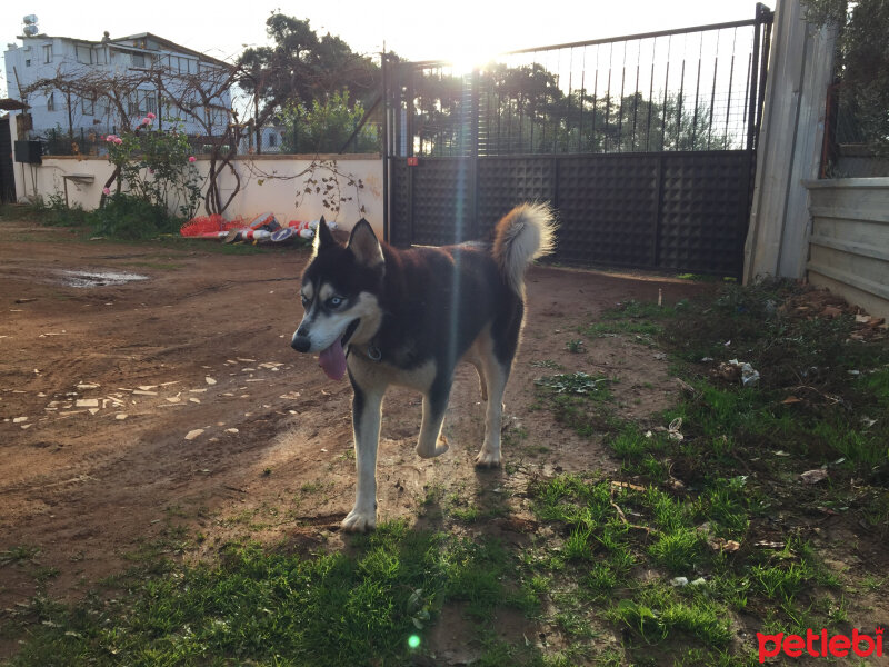 Sibirya Kurdu (Husky), Köpek  Alex fotoğrafı