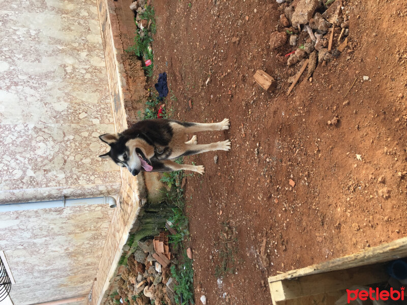 Sibirya Kurdu (Husky), Köpek  Alex fotoğrafı