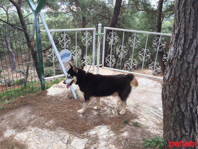 Sibirya Kurdu (Husky), Köpek  Alex fotoğrafı