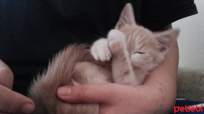 Brazilian Shorthair, Kedi  Gofret fotoğrafı