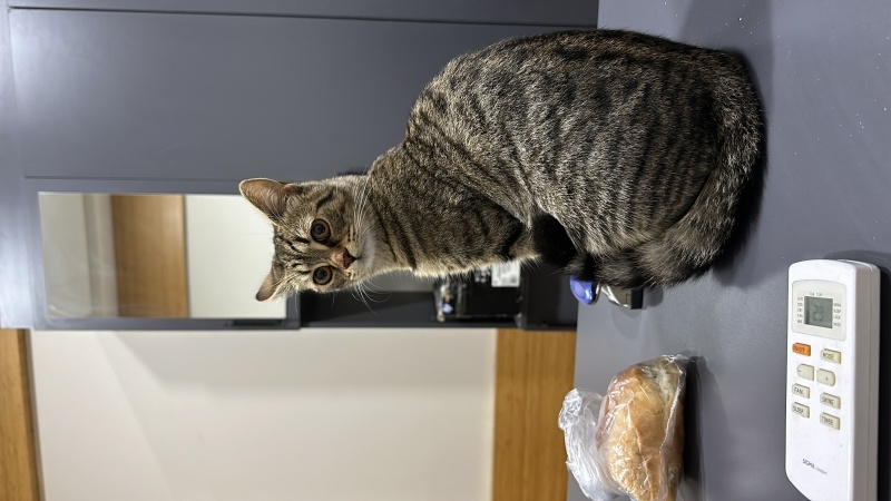 Tekir Kedi, Kedi  Bal fotoğrafı