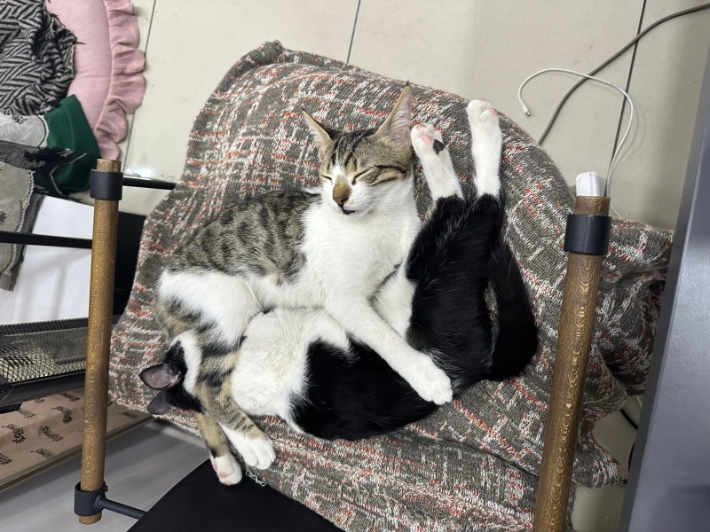 Tekir Kedi, Kedi  Bal fotoğrafı