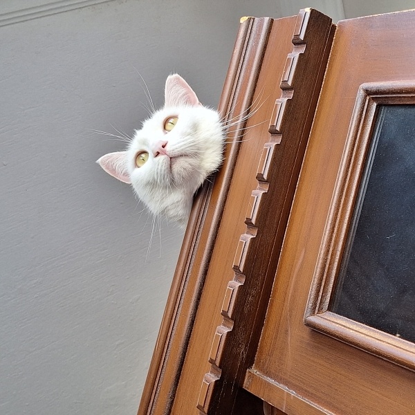 Ankara Kedisi, Kedi  Pamuk fotoğrafı