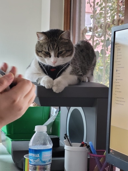 Tekir Kedi, Kedi  Tatar fotoğrafı