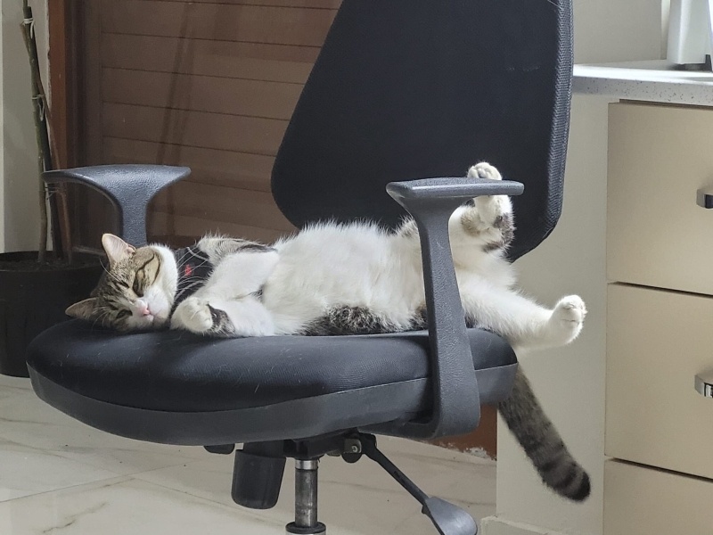 Tekir Kedi, Kedi  Tatar fotoğrafı