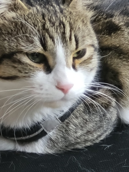 Tekir Kedi, Kedi  Tatar fotoğrafı