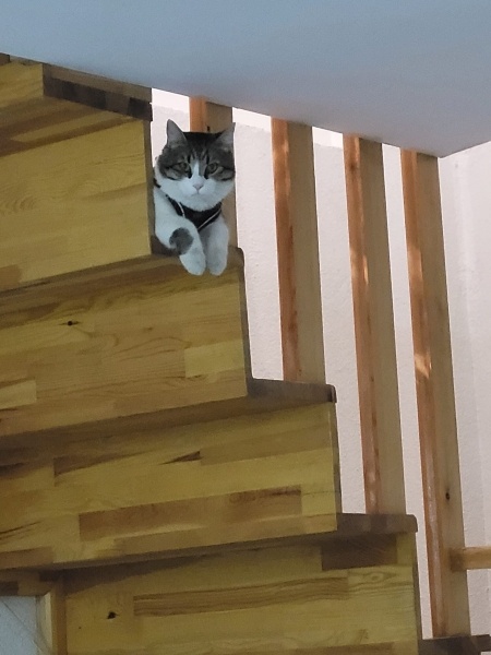 Tekir Kedi, Kedi  Tatar fotoğrafı